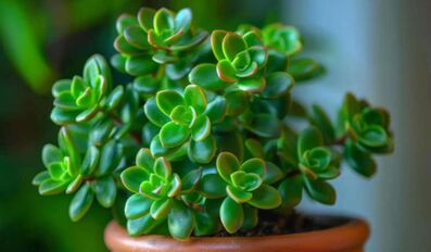 grow plants
